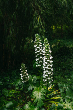 Acanthus mollis in the wild