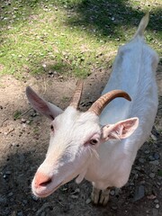 goat in the zoo © Ewelina