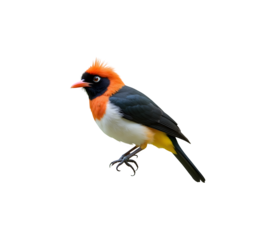 red cardinal bird isolated on white background