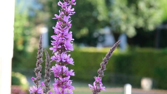 Detailed view of wild pinkish-purple blossoms growing upright, filmed in sunlight with soft-focus background, capturing vibrant floral beauty and peaceful summer garden atmosphere