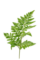High Quality PNG of green fern leaf isolated on white background.