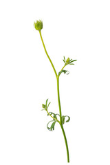High Quality PNG of flower bud isolated on white background