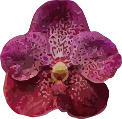 vector image of orchid flower on a white background