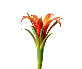 orange lily isolated on white Background