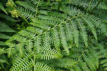lush green fern leaves. nature background 