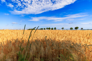 Getreidefeld im Sommer in NRW Deutschland