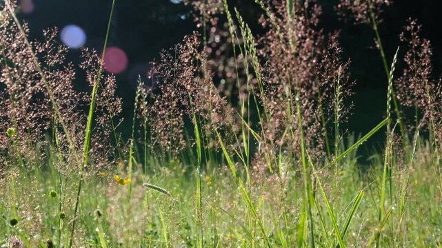 Golden morning sun sparkles on tall meadow grass with delicate pink seeds swaying gently, set against a dark, dreamy forest background for tranquil nature scenes.