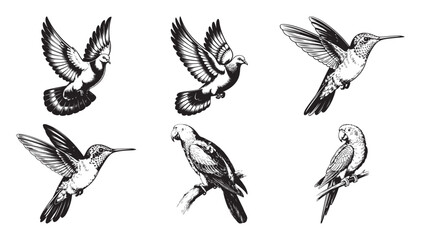 Vintage Engraving Illustrations of Birds: Doves, Hummingbirds, and Parrots © Baloch