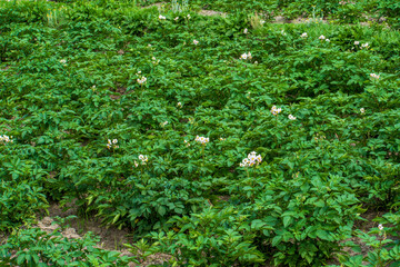 Fototapeta premium Agriculture Potato crop in Farmer field of Paro, Bhutan