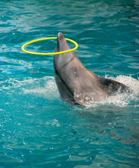 Obraz premium Dolphins play at the big pool