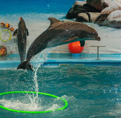 Dolphins play at the big pool