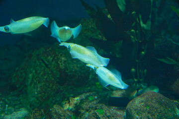 Bigfin reef squid (Sepioteuthis lessoniana) under water