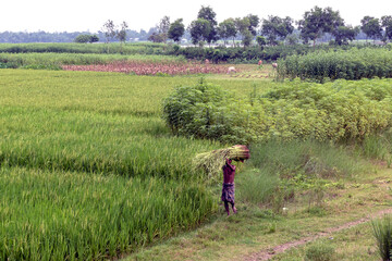 Farmers harvest crops in lush green fields during a sunny day in rural landscape