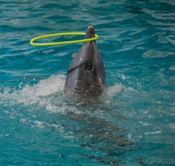 Dolphins play at the big pool