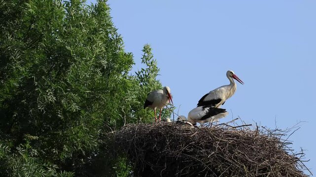 White stork, Ciconia ciconia, departing nest to food forage. Parental role and nest guard exchange. Wingspan and flight initiation in natural habitat in Breclav, Czech Republic.