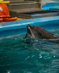 Dolphins play at the big pool