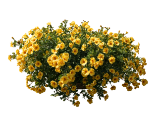 Lush rounded shrub covered with bright yellow blooms amid green foliage, creating a vibrant flowering bush isolated on transparent background for landscape design