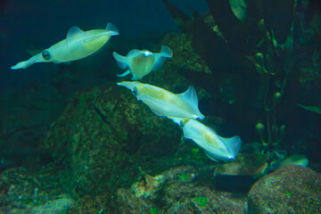 Bigfin reef squid (Sepioteuthis lessoniana) under water