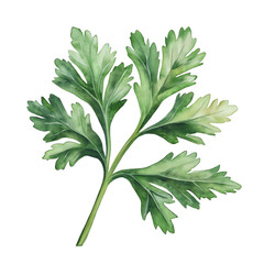 Watercolor illustration of parsley on a transparent background