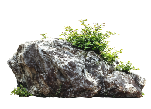 Natural grey stone formation with small green plants and shrubs growing from crevices, creating a miniature landscape element isolated on transparent background