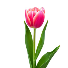 Pink Tulip Blossom Vibrant Spring Flower Photography