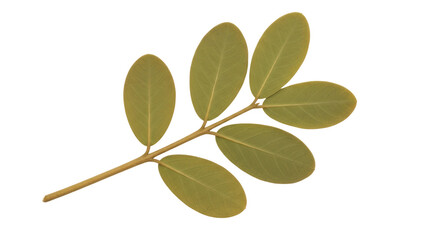 Isolated Leaves
