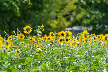 夏の陽射しに映えるひまわり畑の風景