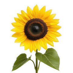 Obraz premium A single sunflower isolated on transparent background