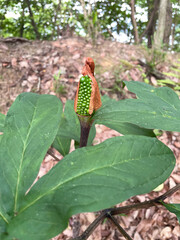 ムサシアブミの果実