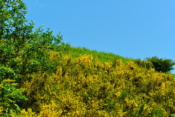 broom on the path to mount caucasus (caucaso) genoa italy