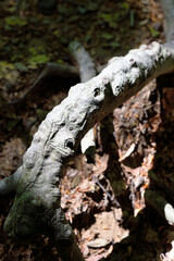 tree roots on the path from barbagelata to mount caucasus (caucaso) genoa italy