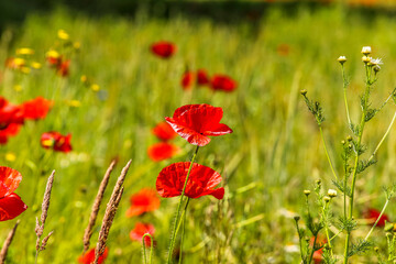 Klatschmohn