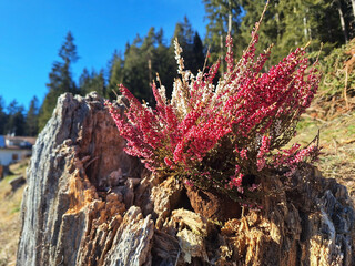 The bush erica grows in a stump in the forest.