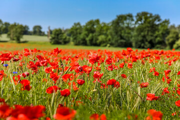 Mohnfeld mit Bäumen