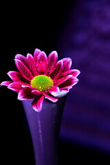 The colorful beauty of nature