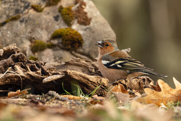 Pinzón vulgar- Fringilla coelebs. Abundant bird on the edges of the mountain range forests, where it feeds on insects and seeds.