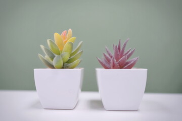 cactus in a pot 