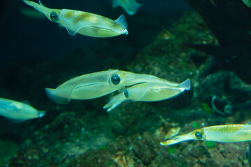 Bigfin reef squid (Sepioteuthis lessoniana) under water