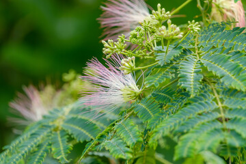 夏に咲くネムノキの花と繊細な葉のクローズアップ
