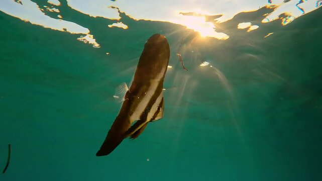 Close-up of tiny Longfin Batfish swim under water surface in evening light at sunset, Backlit, Slow motion baby Bat fish swimming under surface of water at sundown in contre-jour