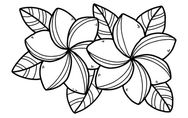 Black and white vector hand drawn frangipani flower design. editable, tattoo image, wedding ornament, bali flower