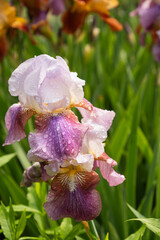 Many violet flowers of different varieties in summer garden on flower bed. Outdoors. Vertical....