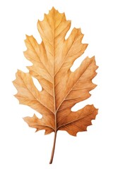 Obraz premium White oak leaf plant tree white background.