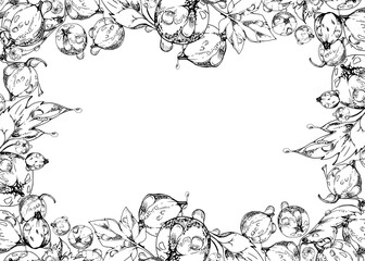 Currant gooseberry, leaves in water dew drops hand drawn in vector ink, scattered ripe garden casseille berry. Isolated border frame. Home preserves, textile, food store decor, vegan recipe cards