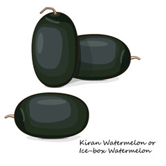 Group of Kiran Watermelons. Ice-box Watermelon. Citrullus lanatus. Fruits and vegetables. Clipart. Isolated vector illustration.