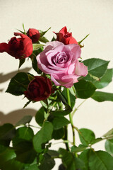 赤と紫のばら