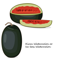 Whole and chopped Kiran Watermelons. Ice-box Watermelon. Citrullus lanatus. Vegetables. Clipart. Isolated vector illustration.