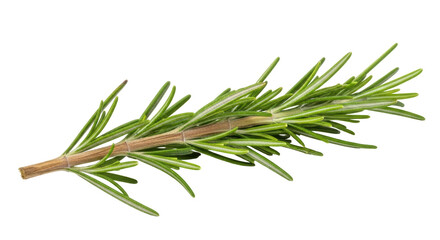 Fototapeta premium Isolated Fresh Rosemary Sprig