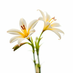 Obraz premium Elegant flowers isolated on white background 