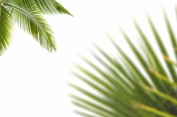 Palm leaf on white background